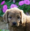 Medium F1BB Goldendoodle For Sale Millersburg, OH Female- Requel