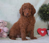 Standard F1B Goldendoodle For Sale Holmesville, OH Female - Lacey