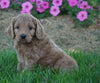Medium F1BB Goldendoodle For Sale Millersburg, OH Female- Requel