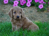 Medium F1BB Goldendoodle For Sale Millersburg, OH Female- Requel