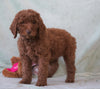 Standard F1B Goldendoodle For Sale Holmesville, OH Female -Brooklyn