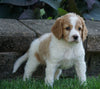Medium F1BB Goldendoodle For Sale Millersburg, OH Female- Rylie
