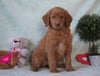Standard F1B Goldendoodle For Sale Holmesville, OH Female - Gabby
