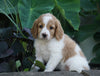 Medium F1BB Goldendoodle For Sale Millersburg, OH Female- Rylie
