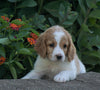 Medium F1BB Goldendoodle For Sale Millersburg, OH Female- Rylie