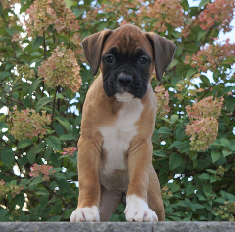 AKC Registered Boxer For Sale Fredericksburg, OH Female- Kacie