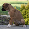 AKC Registered Boxer For Sale Fredericksburg, OH Female- Kacie