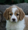 Medium F1BB Goldendoodle For Sale Millersburg, OH Female- Rylie