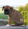 AKC Registered Boxer For Sale Fredericksburg, OH Female- Kacie