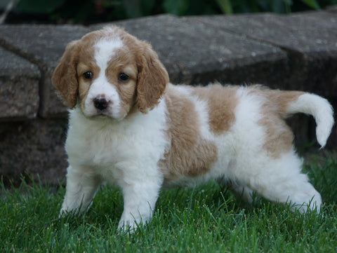 Medium F1BB Goldendoodle For Sale Millersburg, OH Female- Rylie