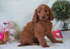 Standard F1B Goldendoodle For Sale Holmesville, OH Female - Tye