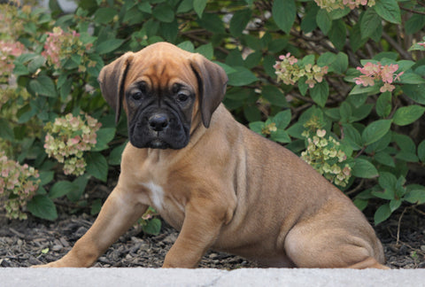 AKC Registered Boxer For Sale Fredericksburg, OH Female- Keisha