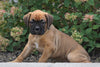 AKC Registered Boxer For Sale Fredericksburg, OH Female- Keisha