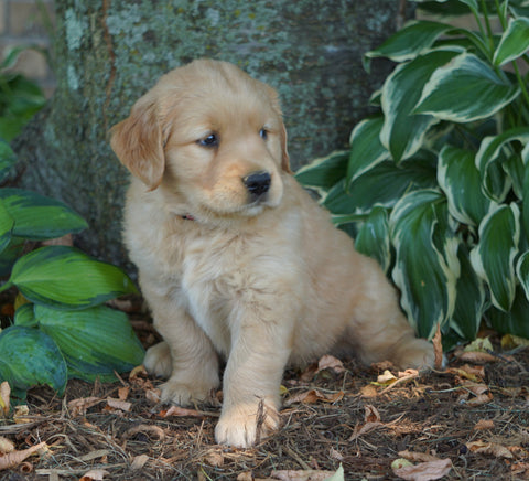 AKC Registered Golden Retriever For Sale Fredericksburg, OH Female- Charity