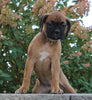 AKC Registered Boxer For Sale Fredericksburg, OH Female- Keisha