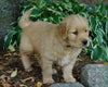 AKC Registered Golden Retriever For Sale Fredericksburg, OH Female- Charity