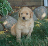 AKC Registered Golden Retriever For Sale Fredericksburg, OH Female- Faith