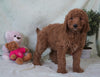 Standard F1B Goldendoodle For Sale Holmesville, OH Male - Winston