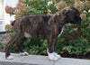 AKC Registered Boxer For Sale Fredericksburg, OH Male- Keegan
