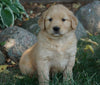 AKC Registered Golden Retriever For Sale Fredericksburg, OH Female- Faith