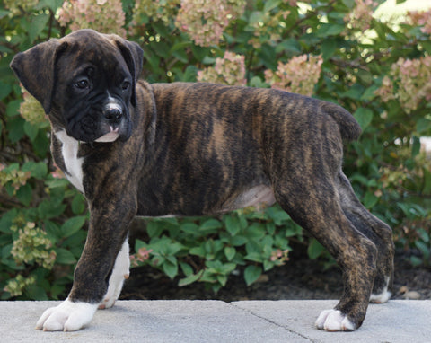 AKC Registered Boxer For Sale Fredericksburg, OH Male- Keegan
