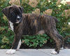 AKC Registered Boxer For Sale Fredericksburg, OH Male- Keegan
