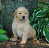 AKC Registered Golden Retriever For Sale Fredericksburg, OH Female- Peace