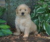 AKC Registered Golden Retriever For Sale Fredericksburg, OH Female- Peace