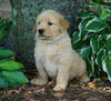 AKC Registered Golden Retriever For Sale Fredericksburg, OH Female- Peace