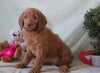 Standard F1B Goldendoodle For Sale Holmesville, OH Female - Hershey