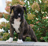 AKC Registered Boxer For Sale Fredericksburg, OH Male- Keegan