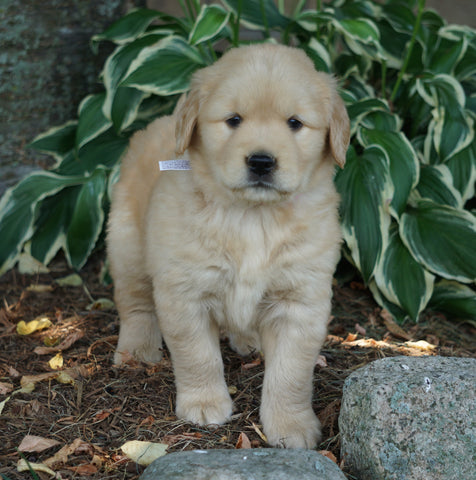 AKC Registered Golden Retriever For Sale Fredericksburg, OH Female- Hope