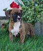 AKC Registered Boxer For Sale Fredericksburg, OH Male- Max
