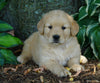 AKC Registered Golden Retriever For Sale Fredericksburg, OH Female- Serenity