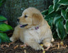 AKC Registered Golden Retriever For Sale Fredericksburg, OH Female- Serenity