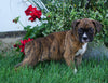 AKC Registered Boxer For Sale Fredericksburg, OH Male- Max