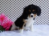 AKC Registered Cavalier King Charles Spaniel For Sale Fredericksburg, OH Male- Larry