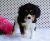AKC Registered Cavalier King Charles Spaniel For Sale Fredericksburg, OH Male- Larry