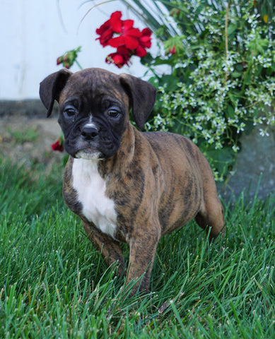 AKC Registered Boxer For Sale Fredericksburg, OH Male- Morgan
