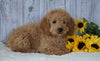 F1B Mini Goldendoodle For Sale Holmesville, OH Male - Frankie