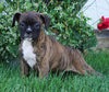 AKC Registered Boxer For Sale Fredericksburg, OH Male- Morgan