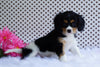AKC Registered Cavalier King Charles Spaniel For Sale Fredericksburg, OH Male- Larry