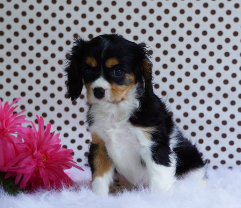AKC Registered Cavalier King Charles Spaniel For Sale Fredericksburg, OH Male- Larry