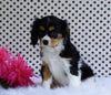 AKC Registered Cavalier King Charles Spaniel For Sale Fredericksburg, OH Male- Larry
