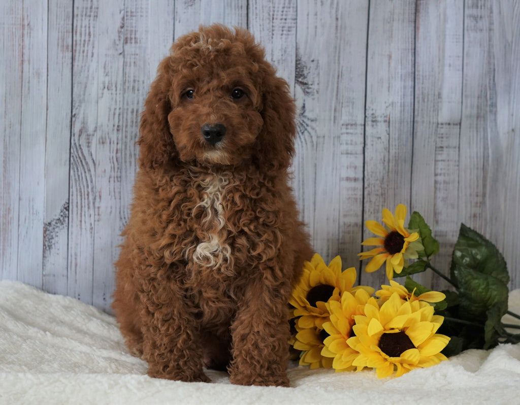 F1B Mini Goldendoodle For Sale Holmesville OH Male- Nick – AC Puppies LLC