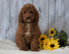 F1B Mini Goldendoodle For Sale Holmesville OH Male- Nick
