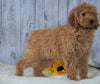 F1B Mini Goldendoodle For Sale Holmesville OH Male- Chase