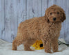 F1B Mini Goldendoodle For Sale Holmesville OH Male- Chase