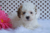 Toy Poodle For Sale Fredericksburg, OH Male- Bleu