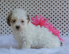 Toy Poodle For Sale Fredericksburg, OH Male- Bleu